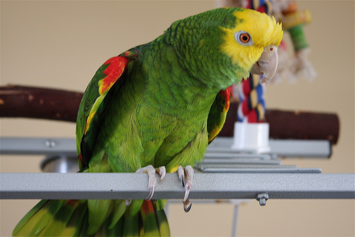 Amazone à tête jaune