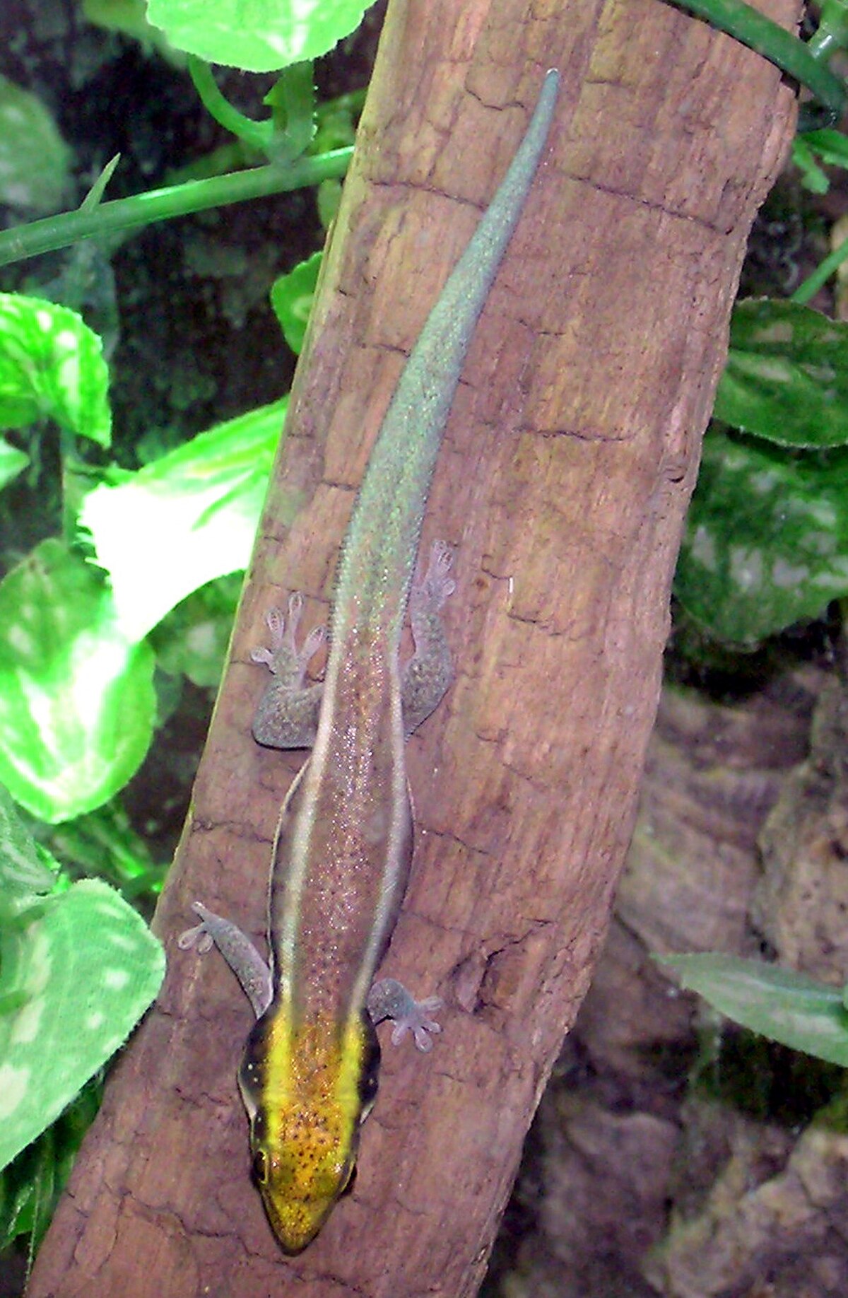 Phelsuma klemmeri
