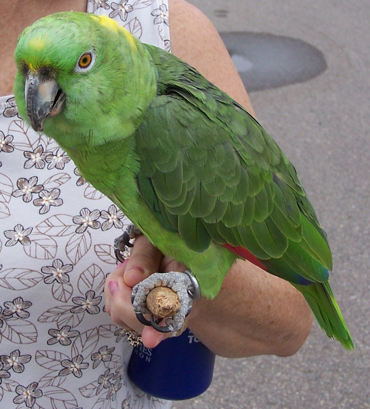 Amazone à nuque d'or