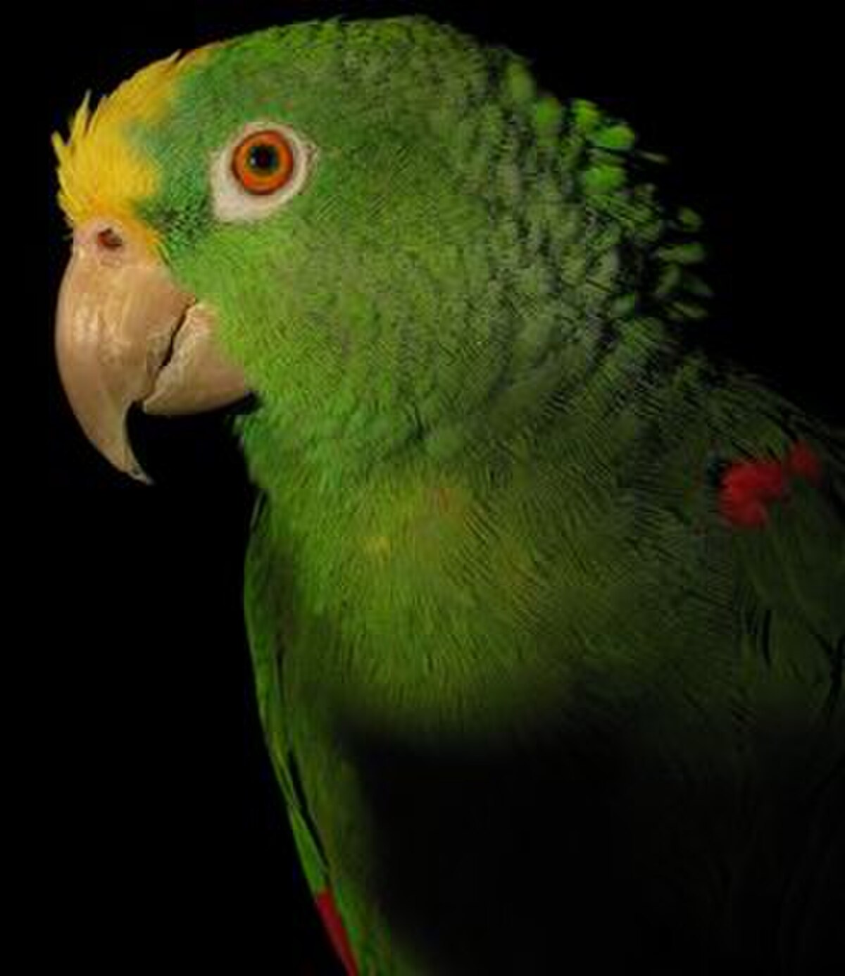 Amazone à front jaune