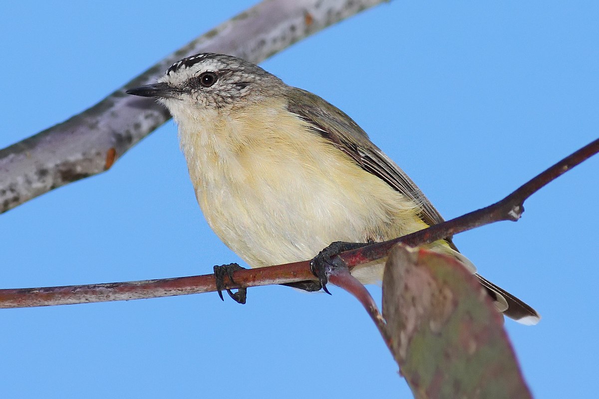 Acanthize à croupion jaune