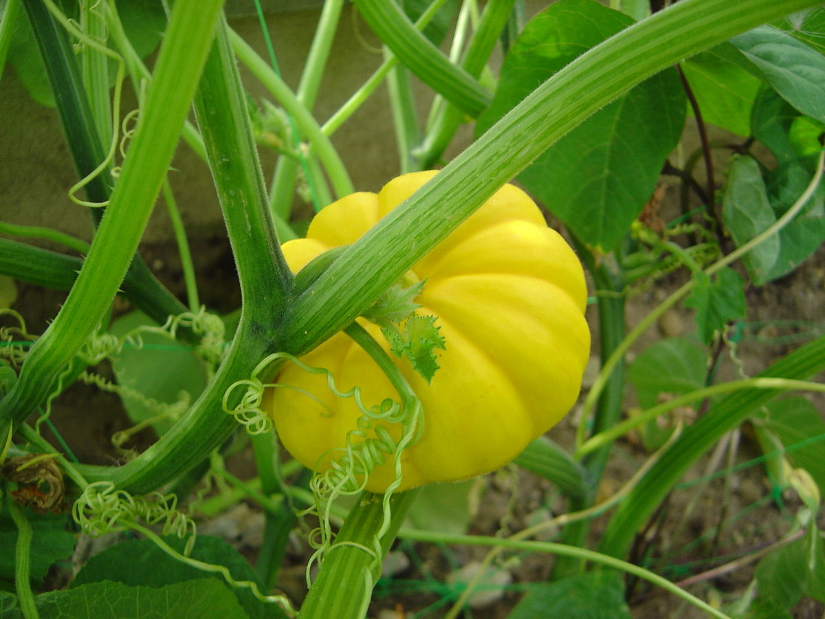 Cucurbita