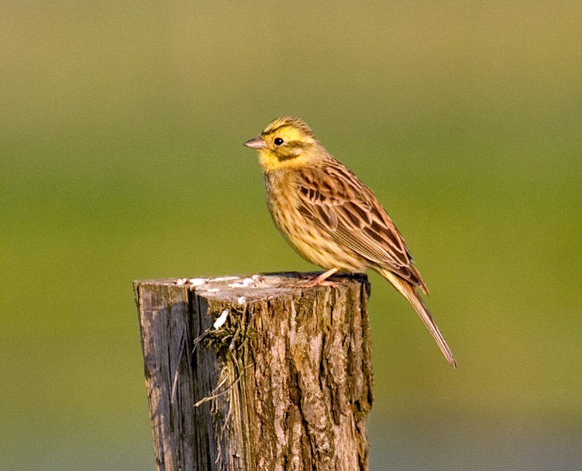 Bruant jaune