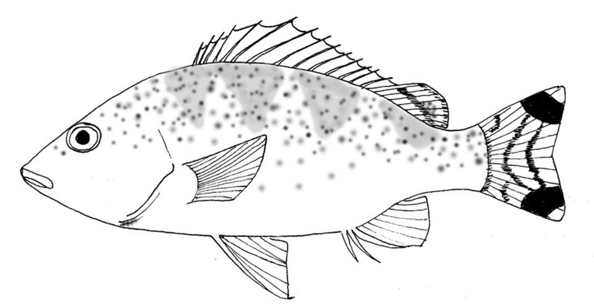 Terapontidae