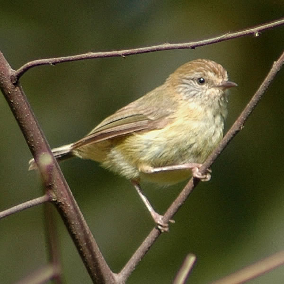 Acanthize