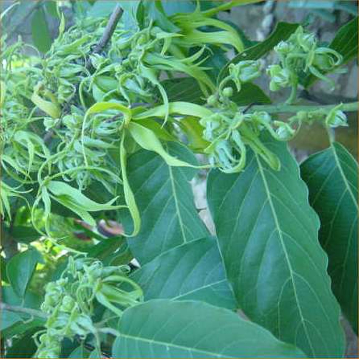 Fleurs d'ylang-ylang