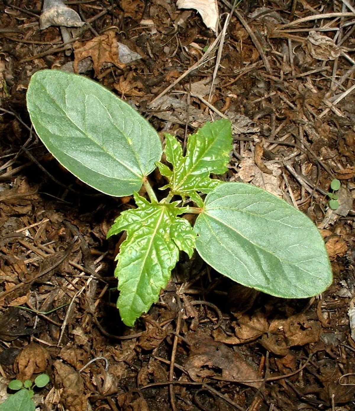 Magnoliopsida