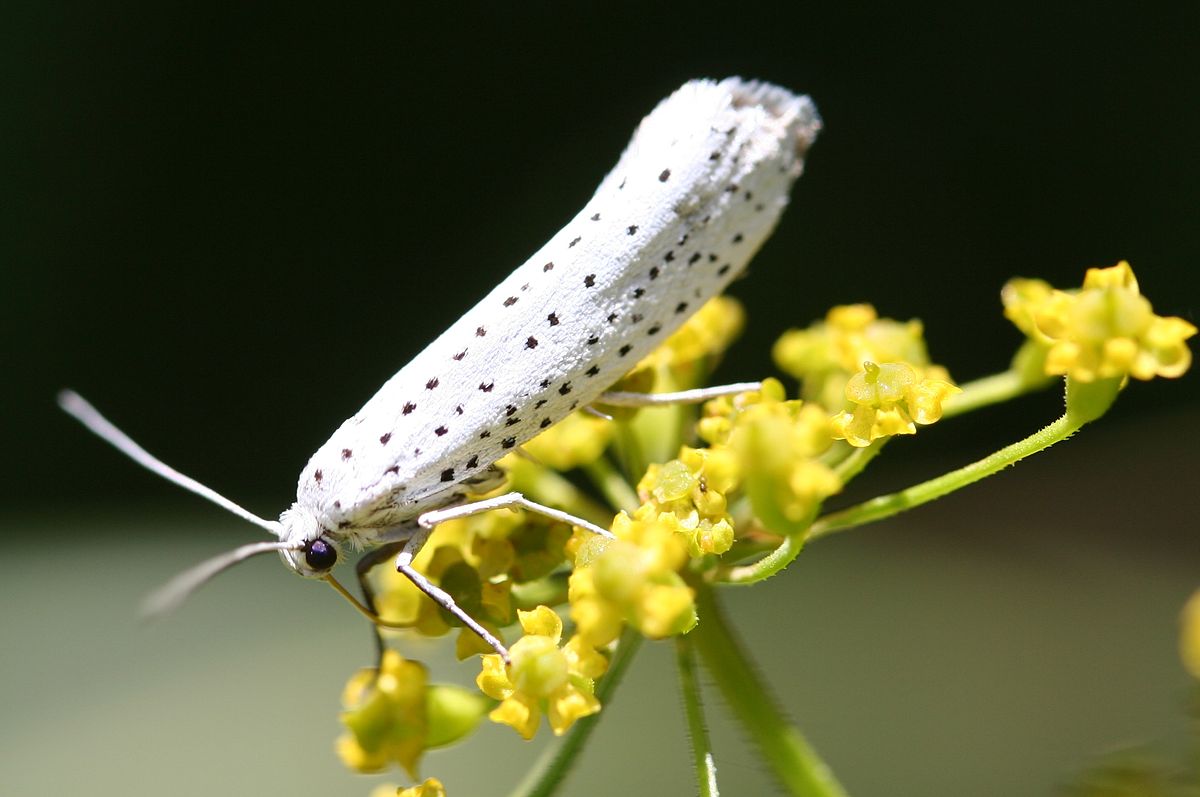 Yponomeuta evonymella