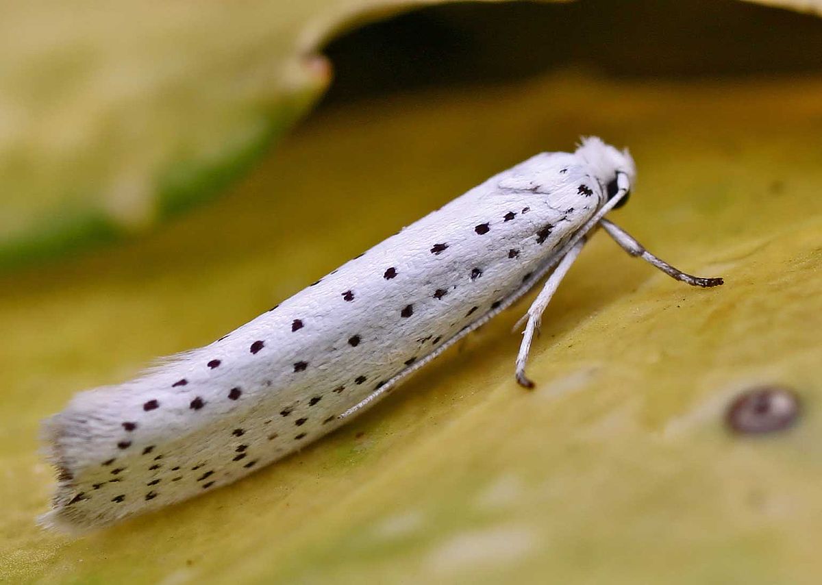 Yponomeuta