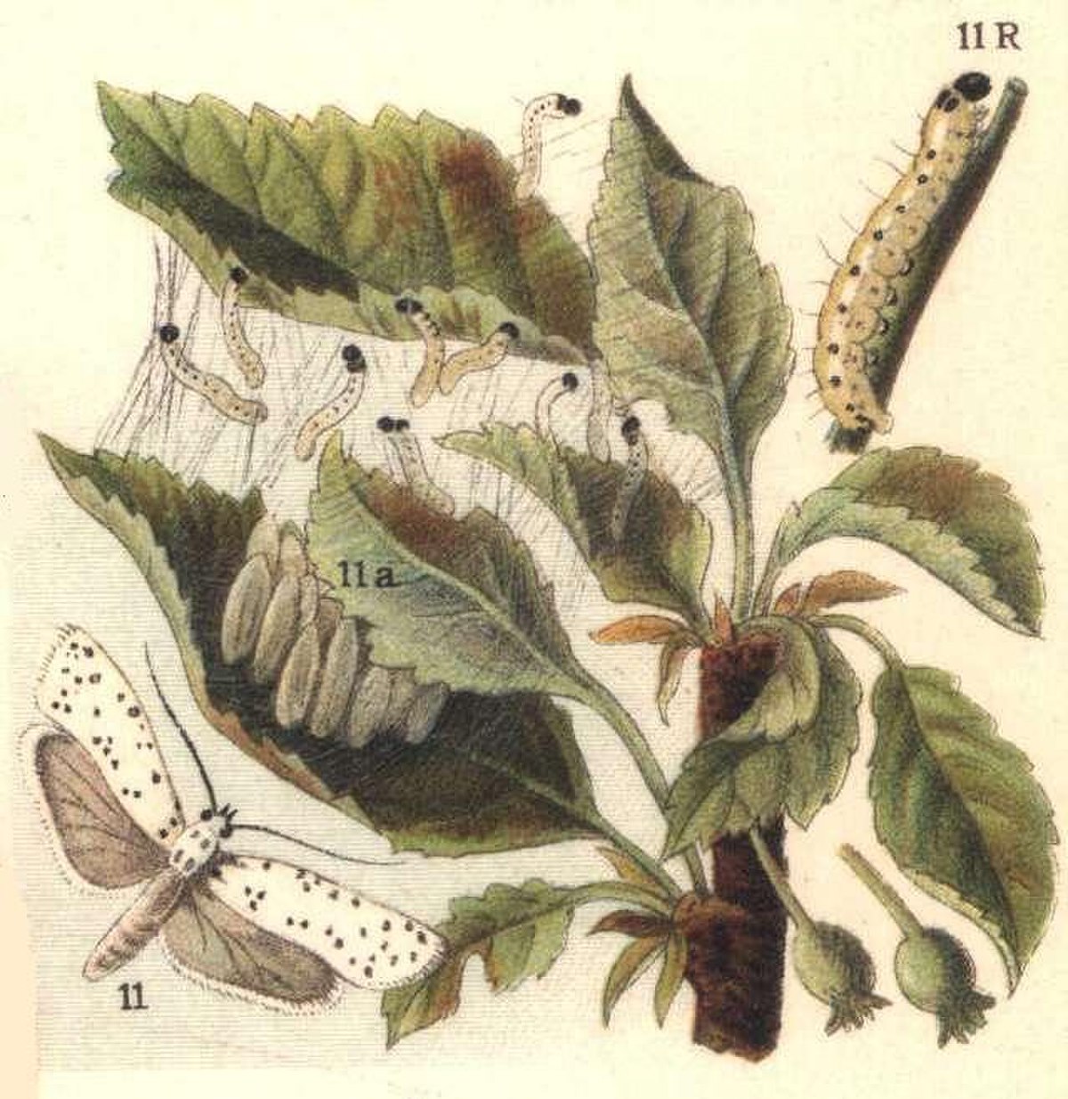 Yponomeuta malinella (illustration ancienne)