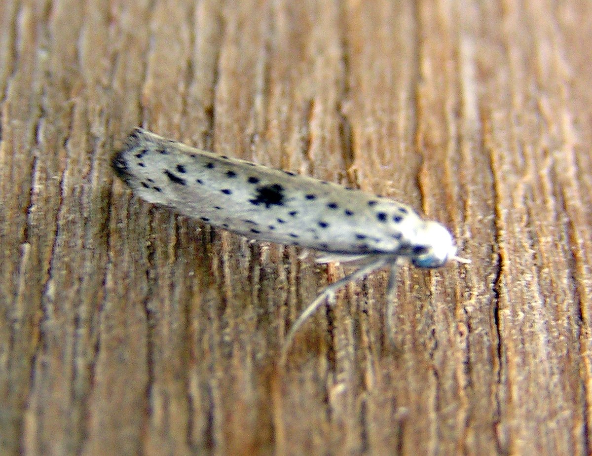 Yponomeuta plumbella