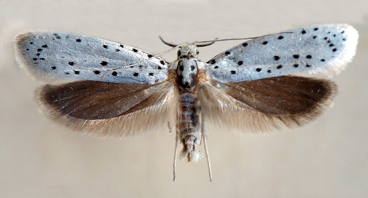 Yponomeuta rorrella