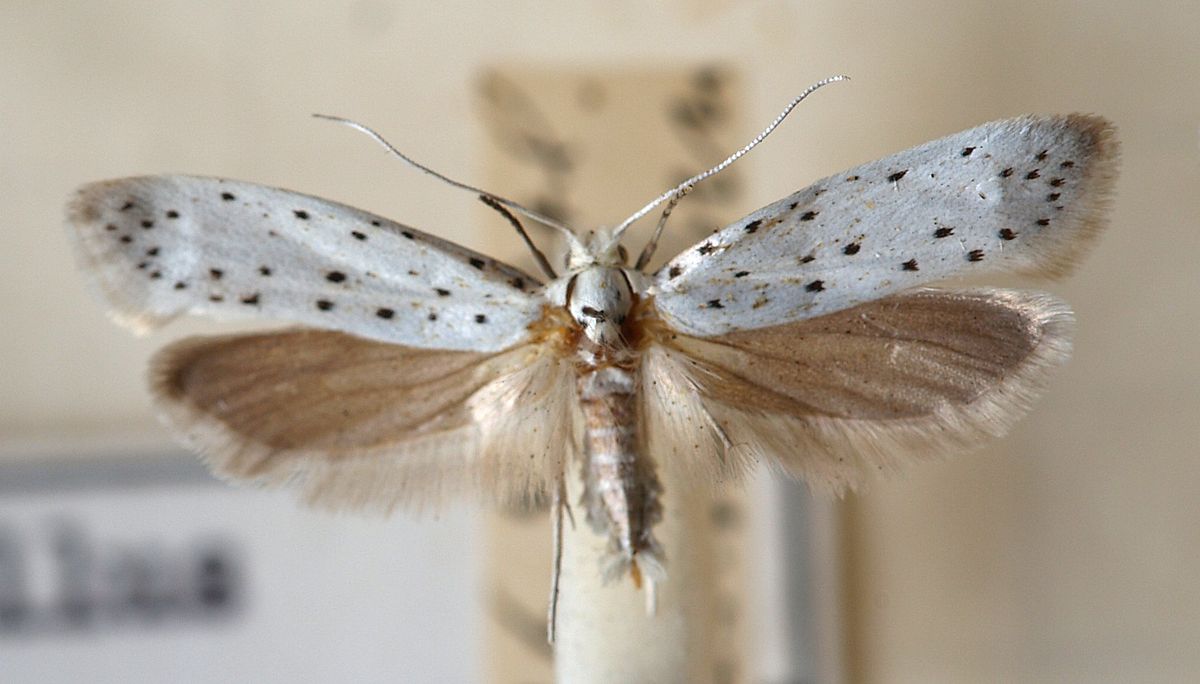 Yponomeuta malinella