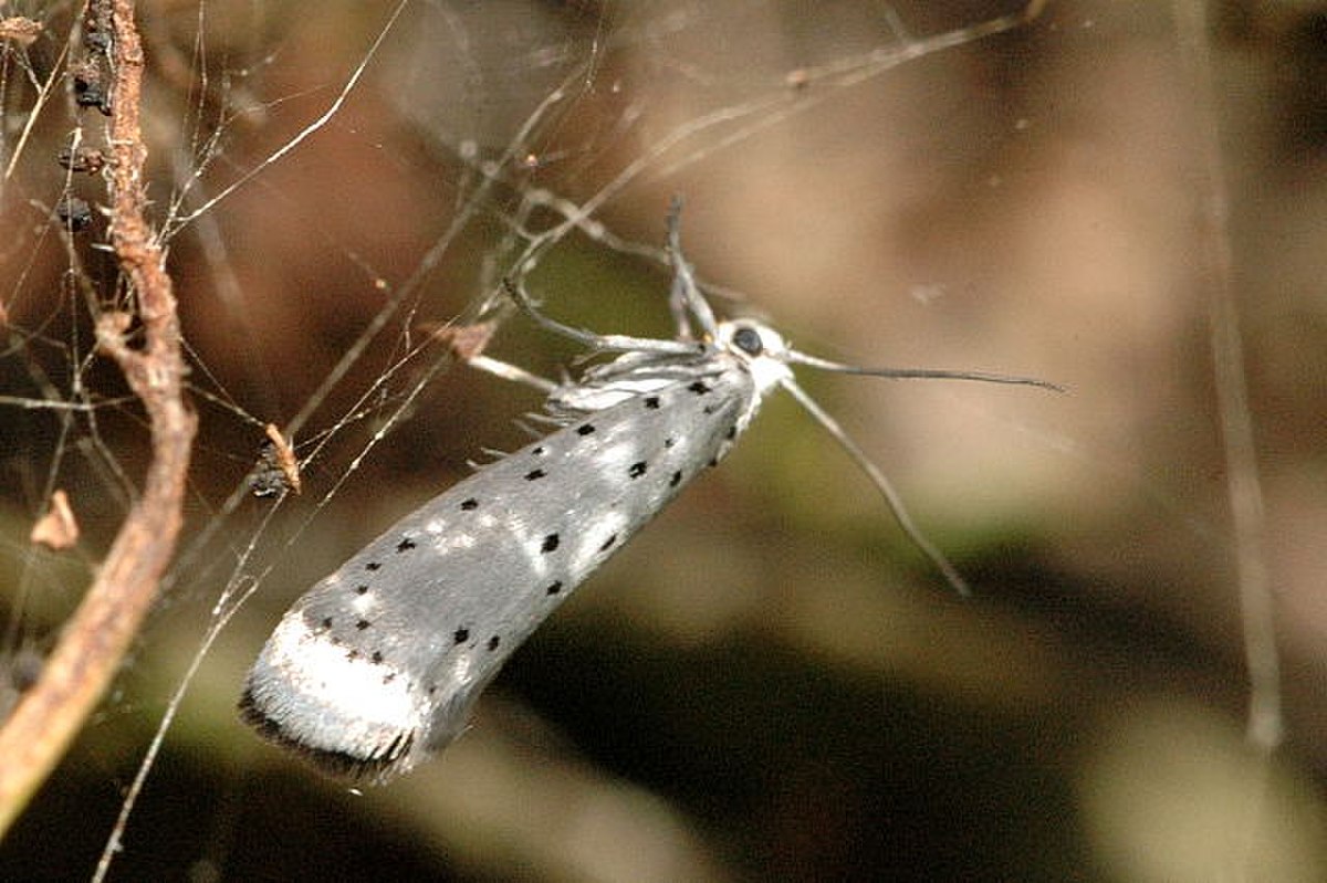 Yponomeuta padella