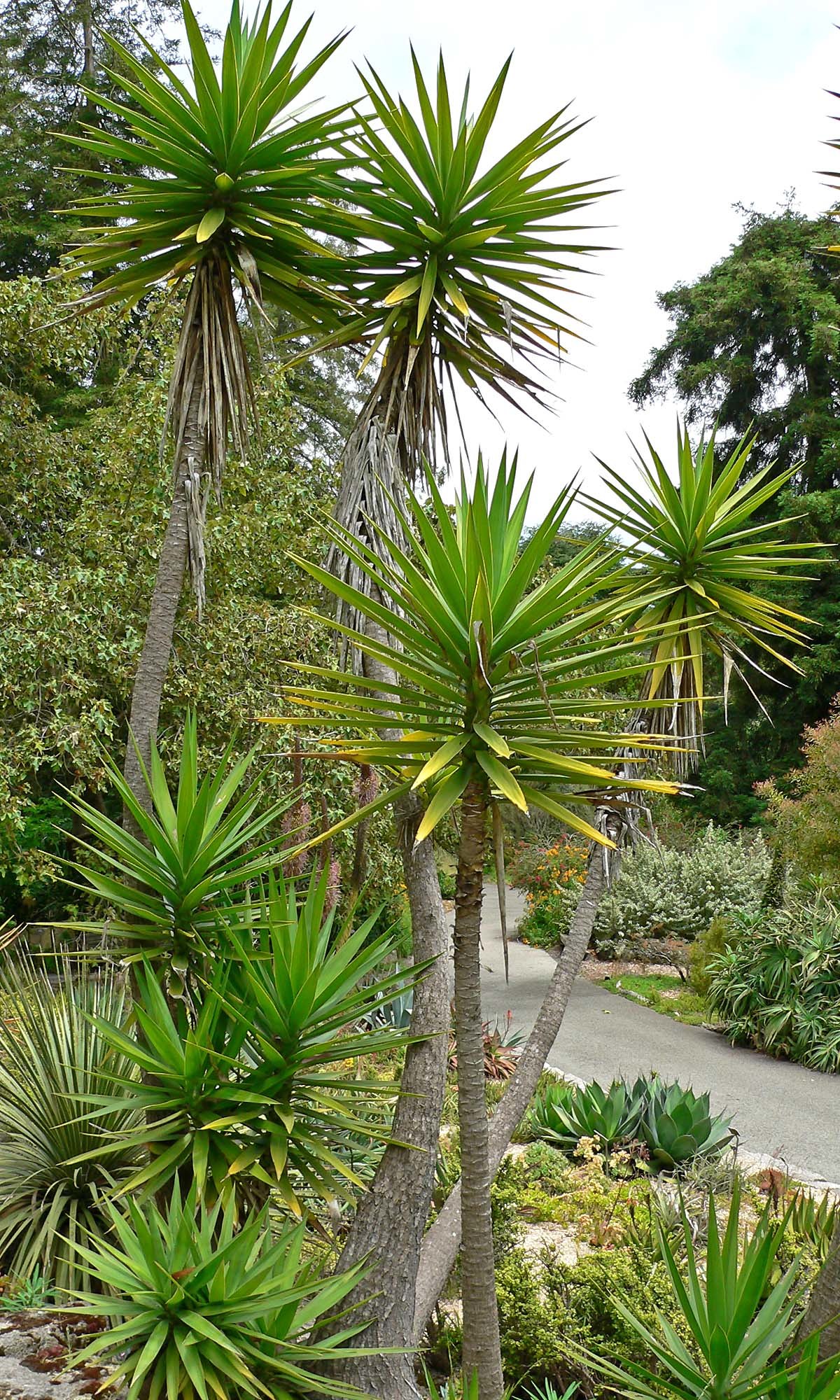 Yucca