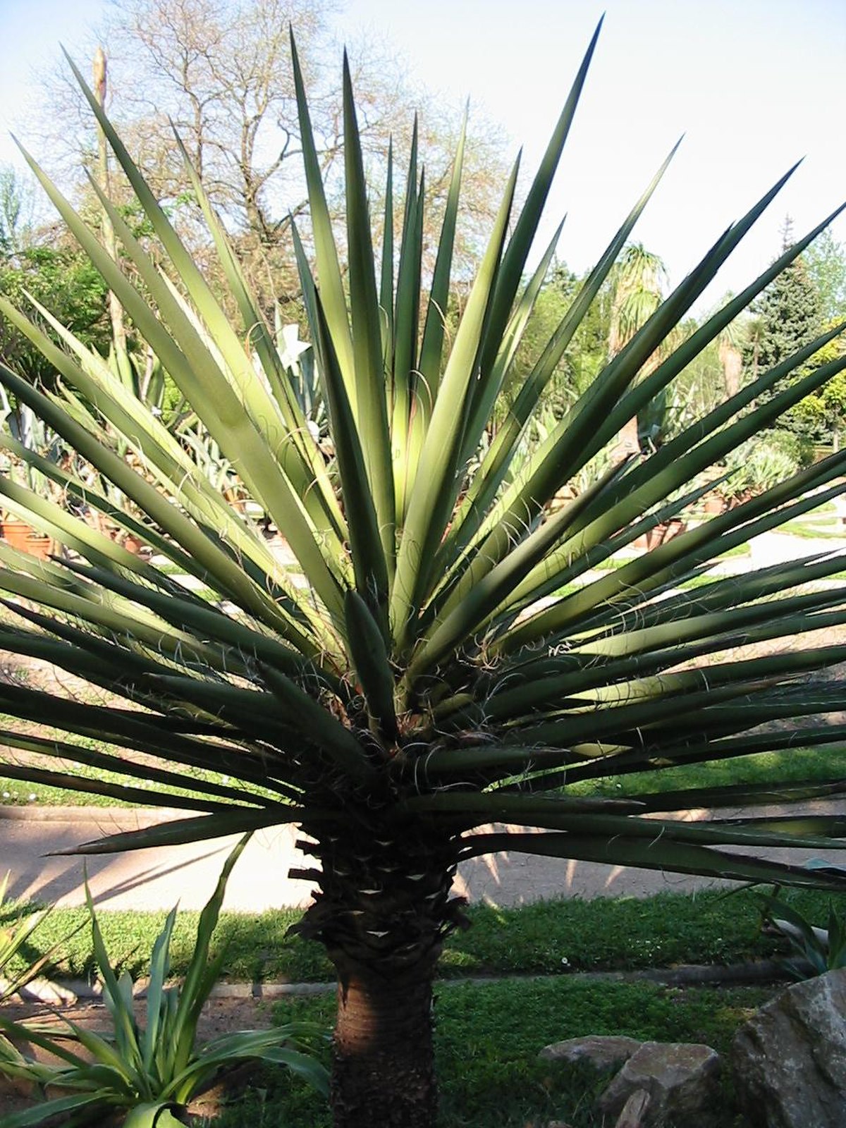 Yucca baccata
