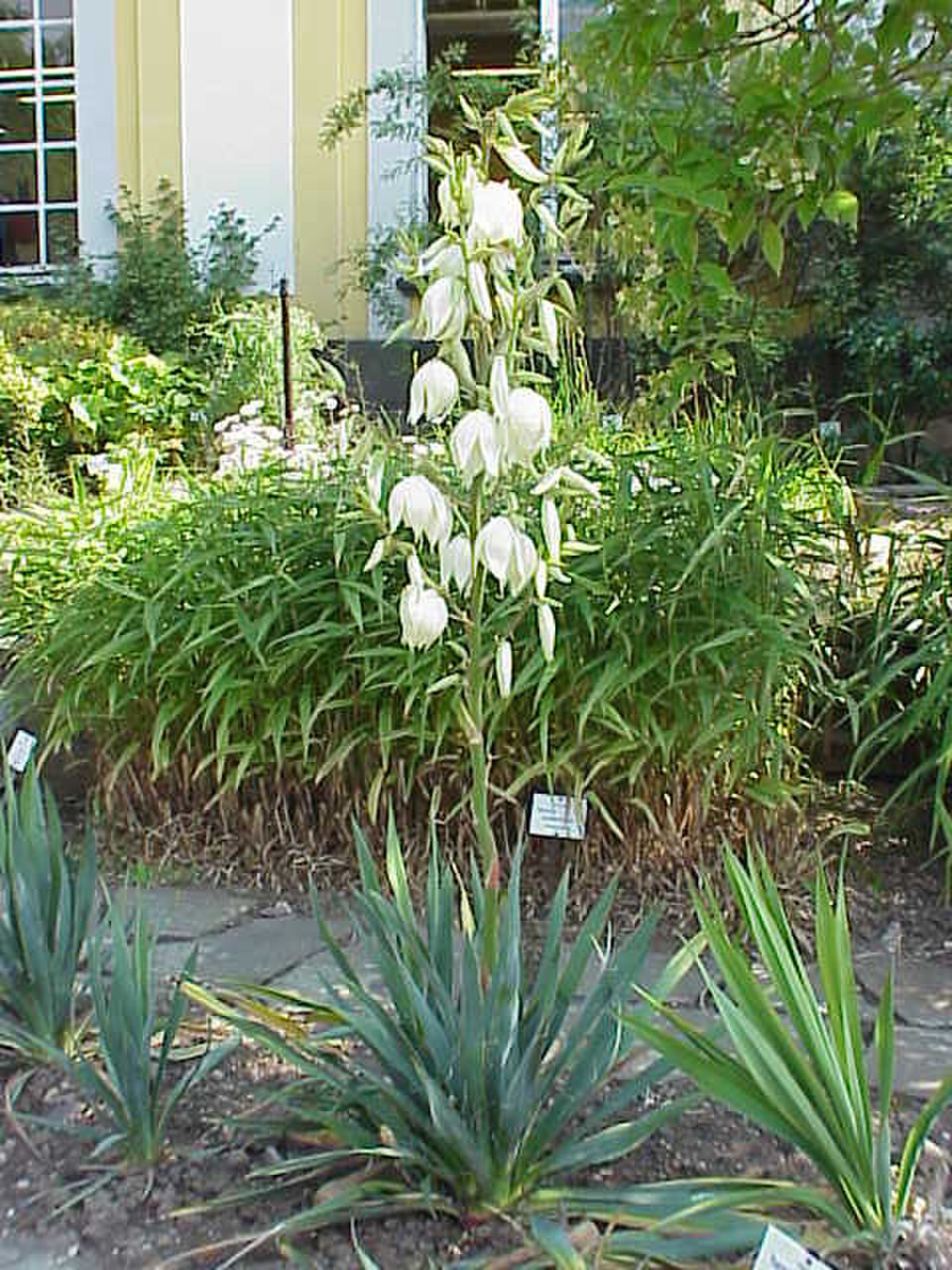 Agavaceae