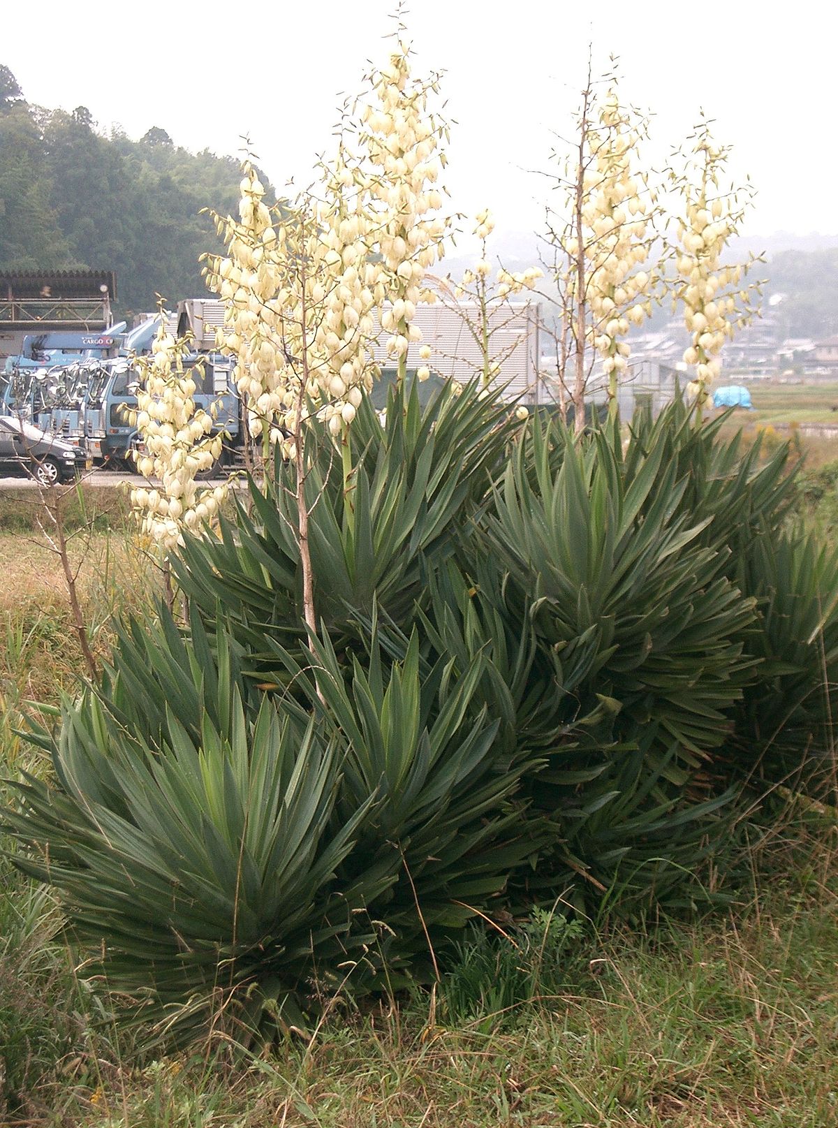 Yucca gloriosa