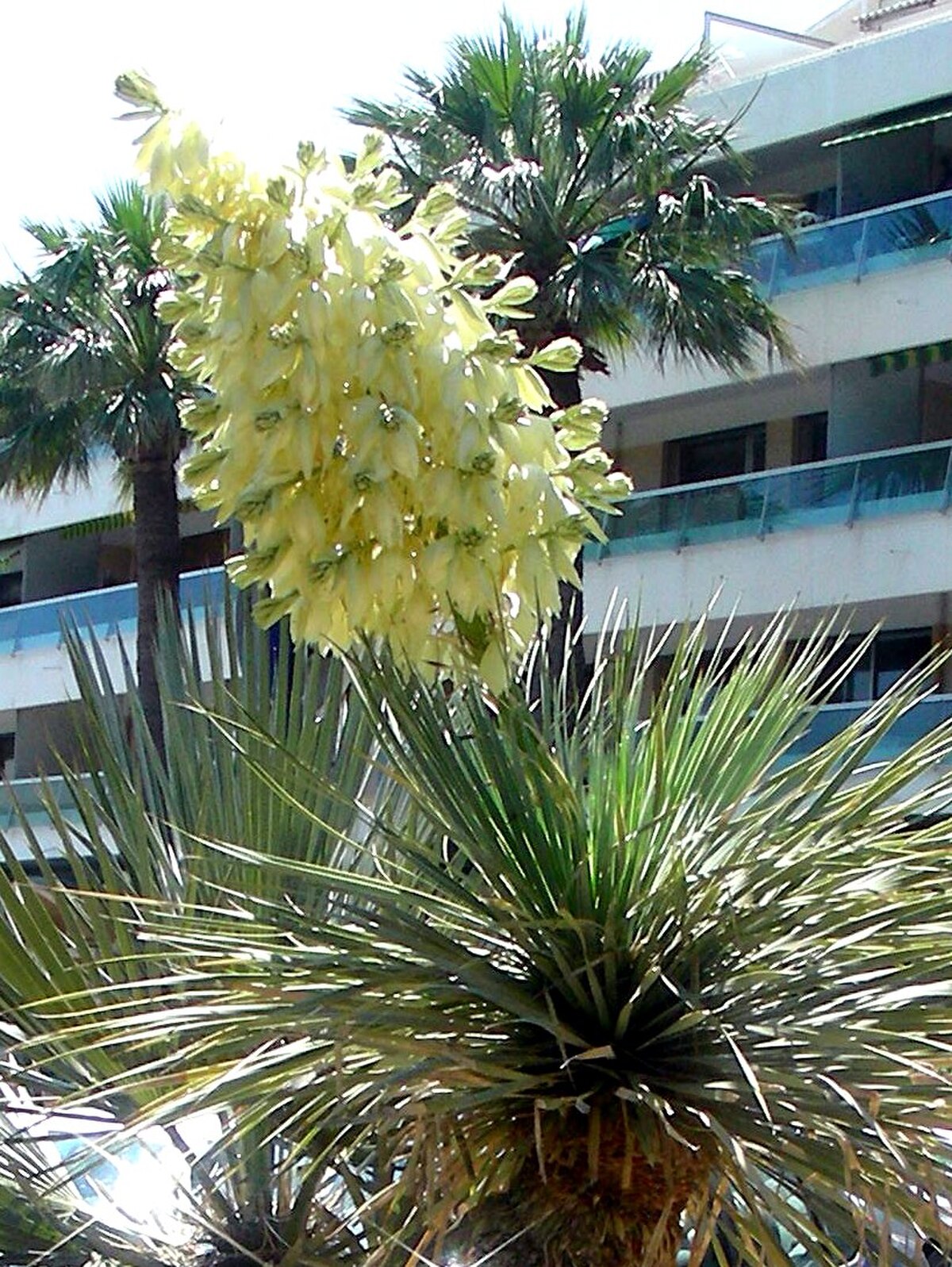 Yucca thompsoniana : détail de l'inflorescence.