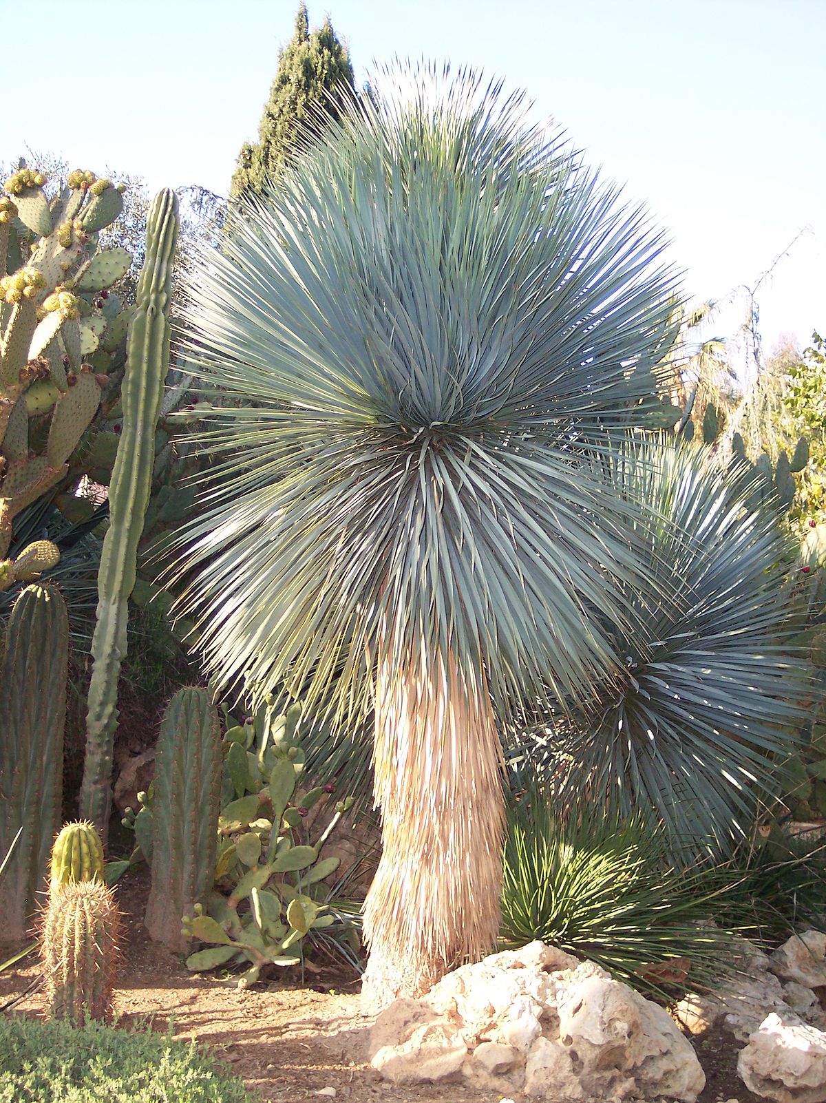 Yucca thompsoniana