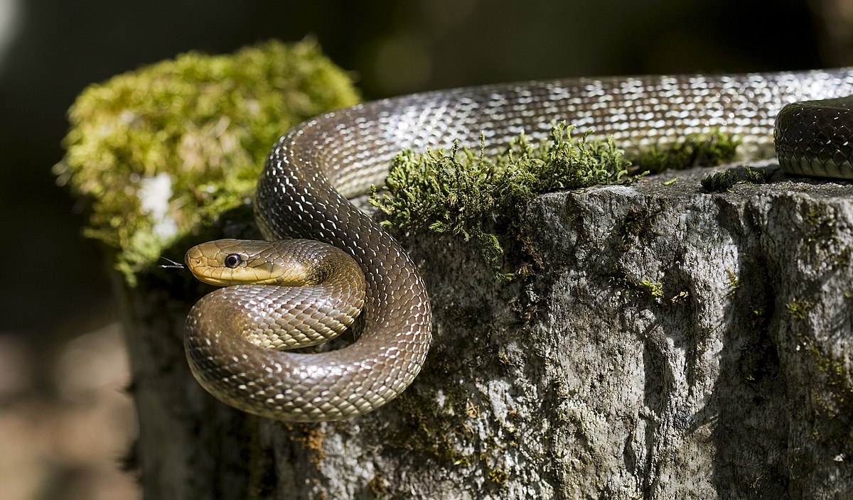 Couleuvre d'Esculape