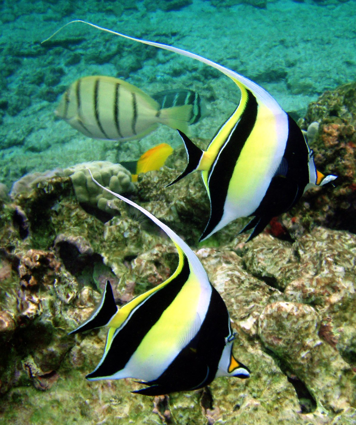 Zanclus cornutus