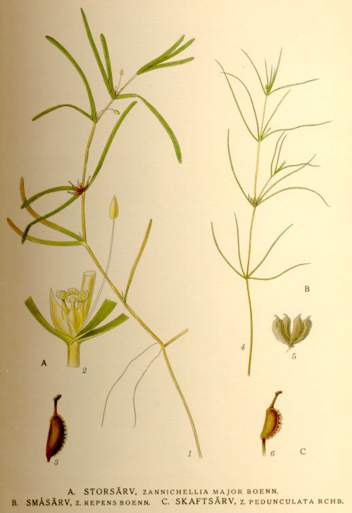 Zannichellie des marais