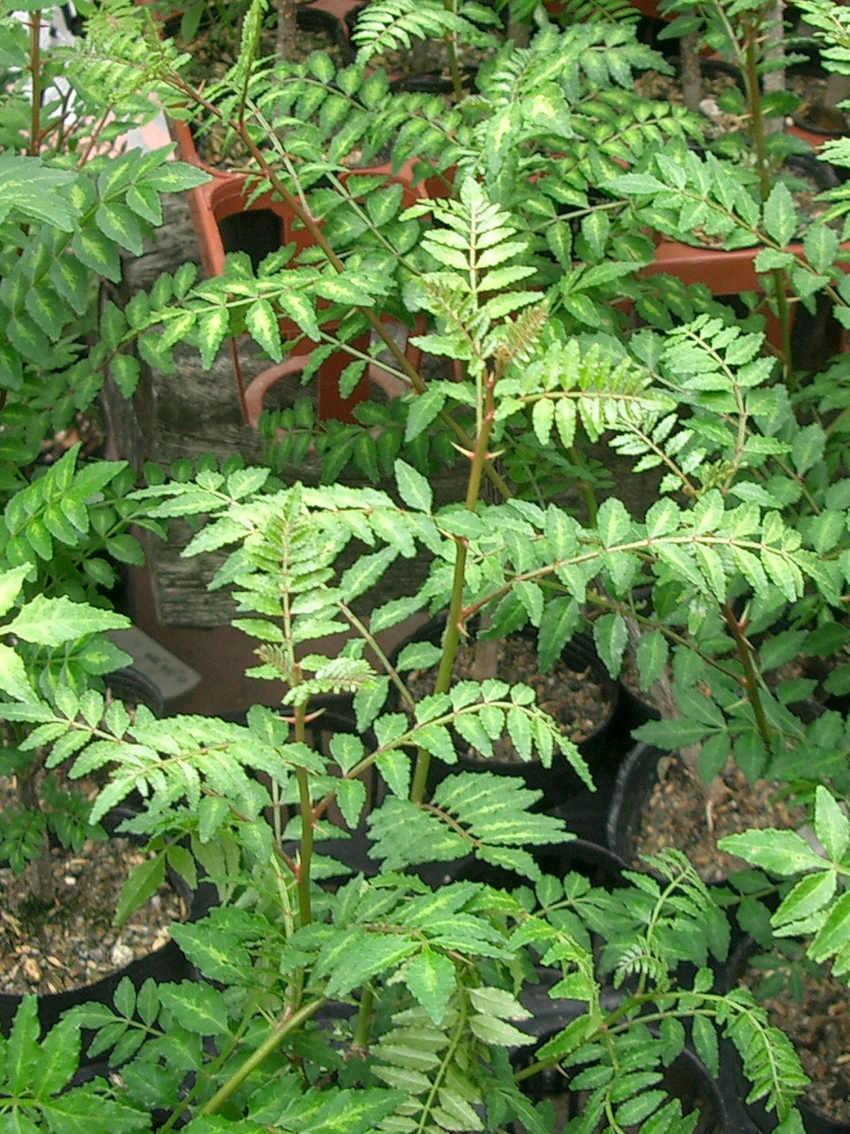 Zanthoxylum