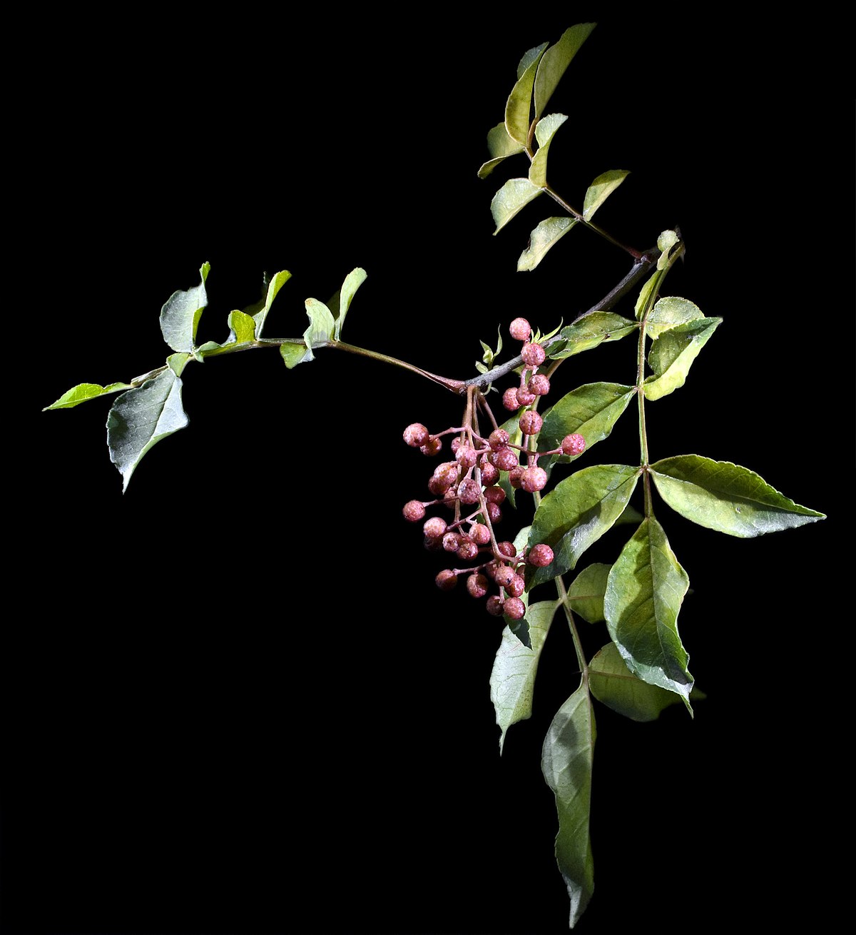 Poivre du Sichuan
