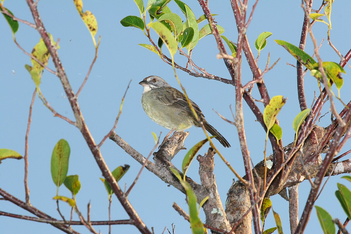 Bruant de Zapata