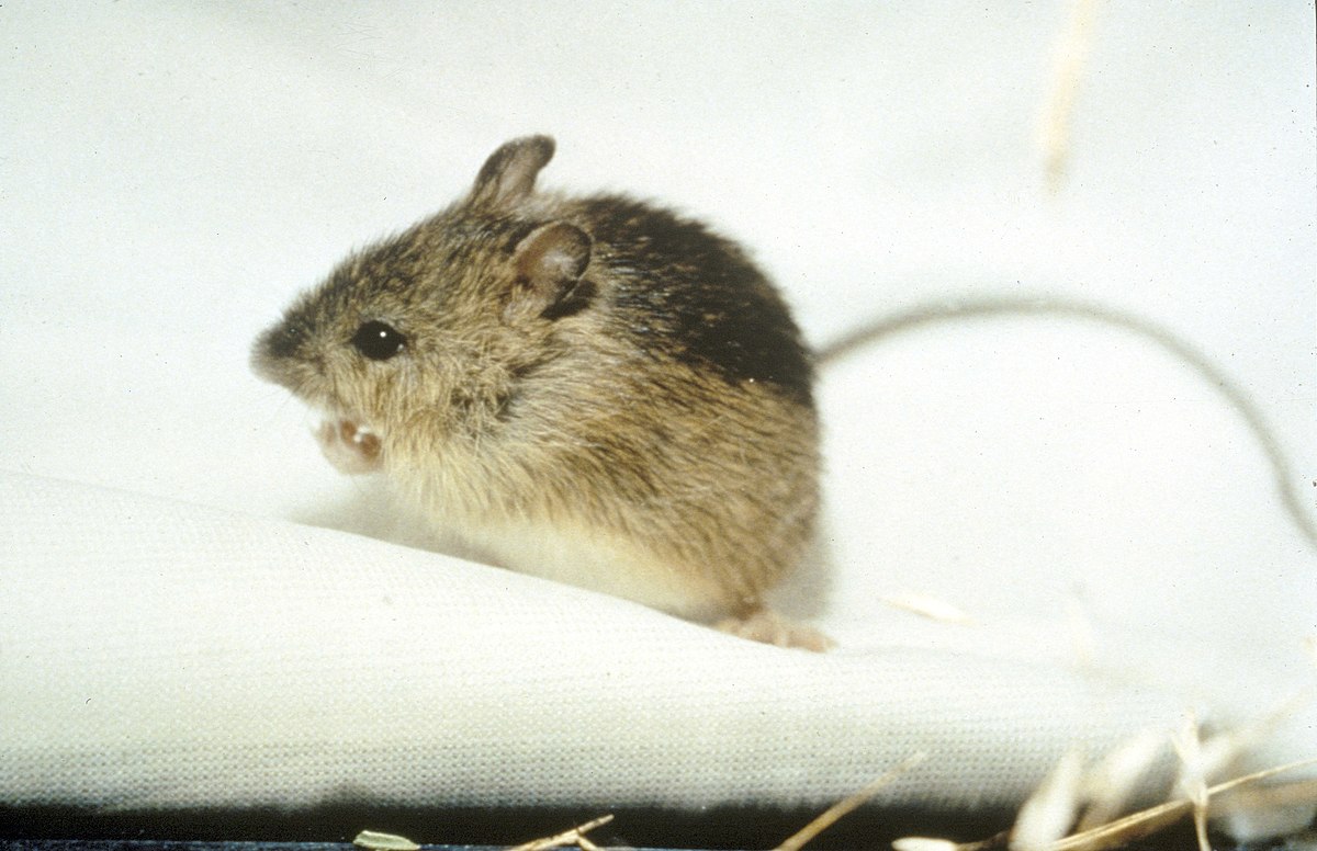Souris-sauteuse des champs