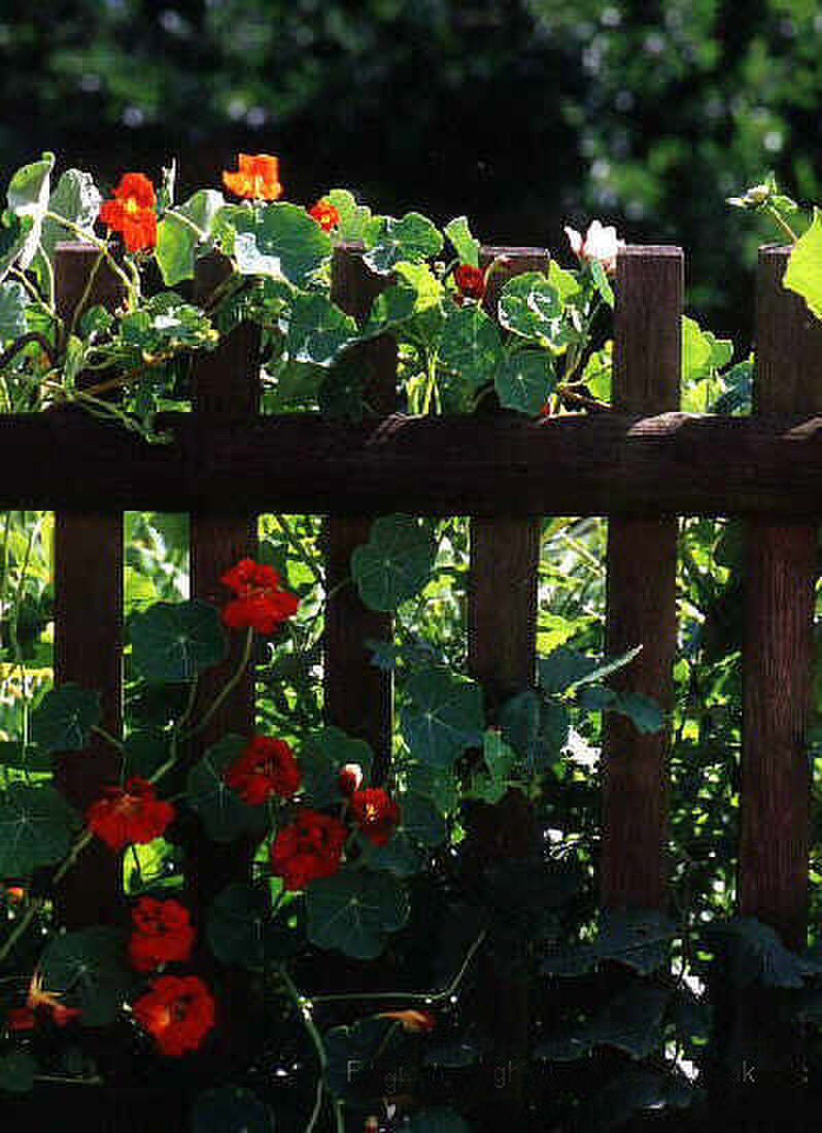 La clôture de jardin est typique des cultures basées sur la propriété privée. Elle délimite et marque un territoire, mais est souvent associée à fleurs colorées (ici des capucines) qui atténuent le message hostile que pourrait porter la clôture.