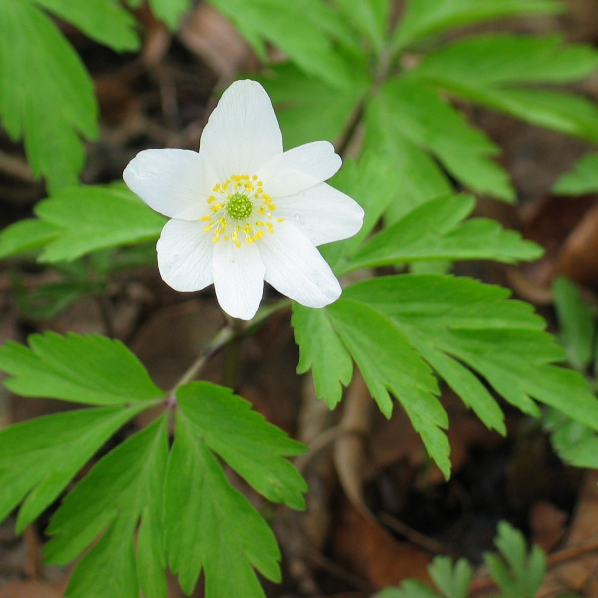 fleur à 7 pétales ovales blancs et au coeur vert entouré d'étamines jaunes