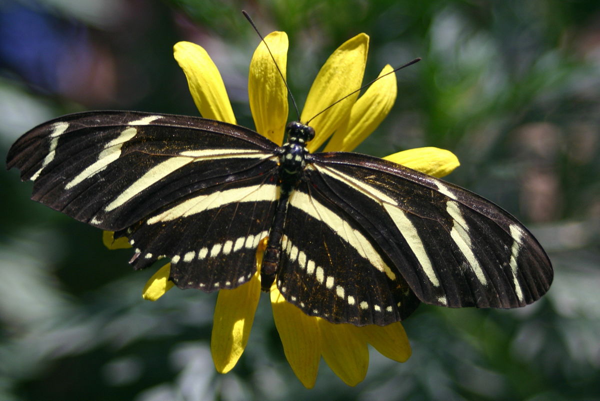 Heliconius