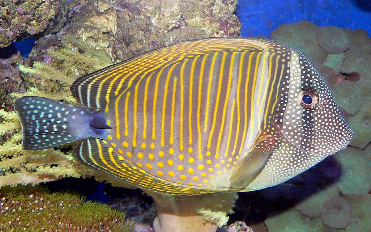 Zebrasoma