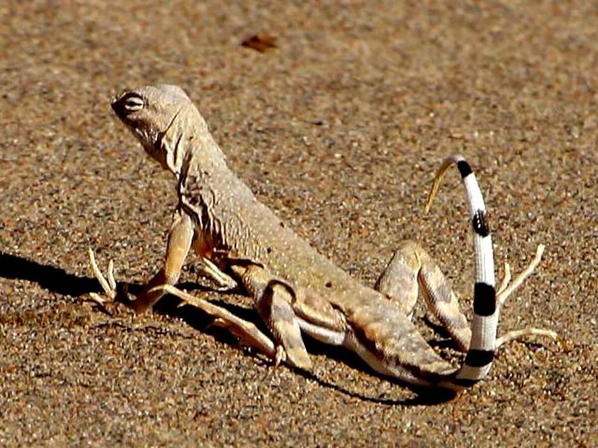 Callisaurus draconoides
