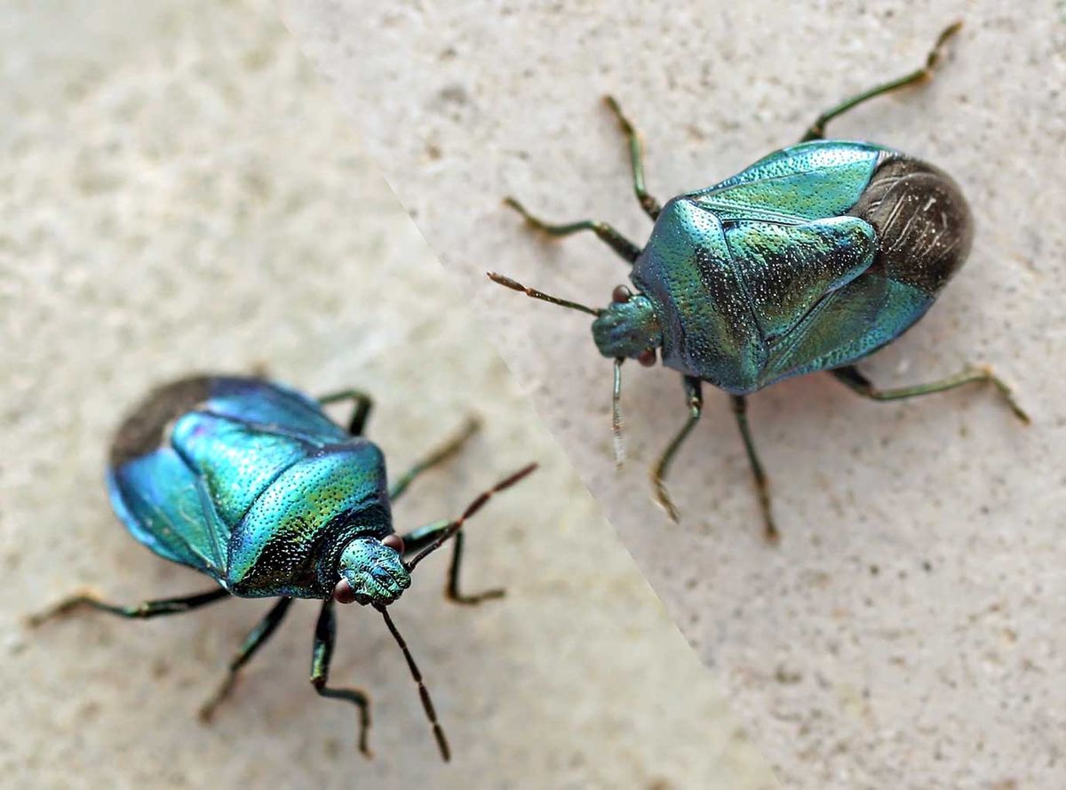 Asopinae