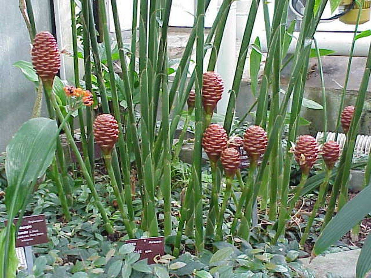 Zingiberaceae