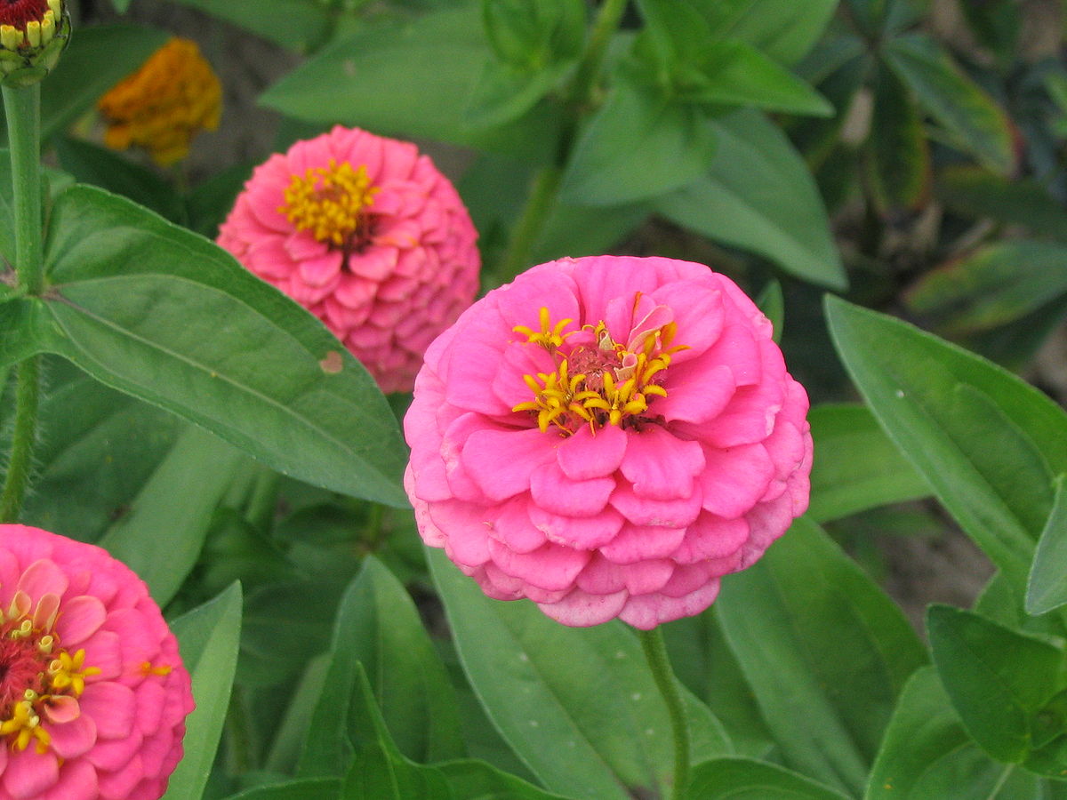 Zinnia violacea