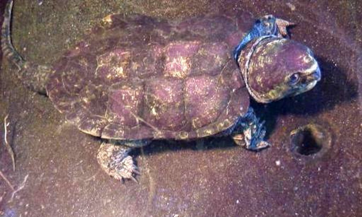Platysternon megacephalum
