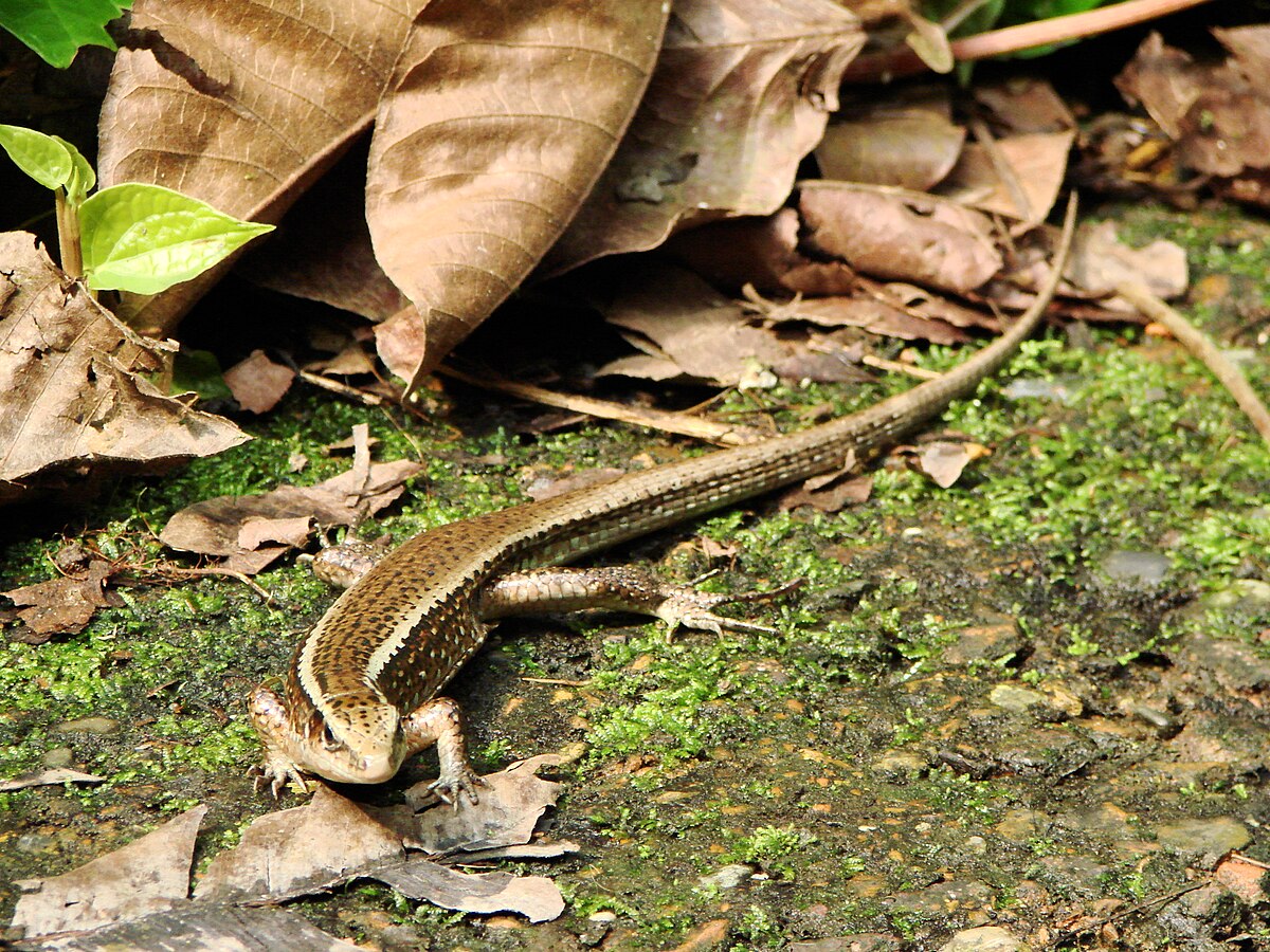 Zonosaurus madagascariensis