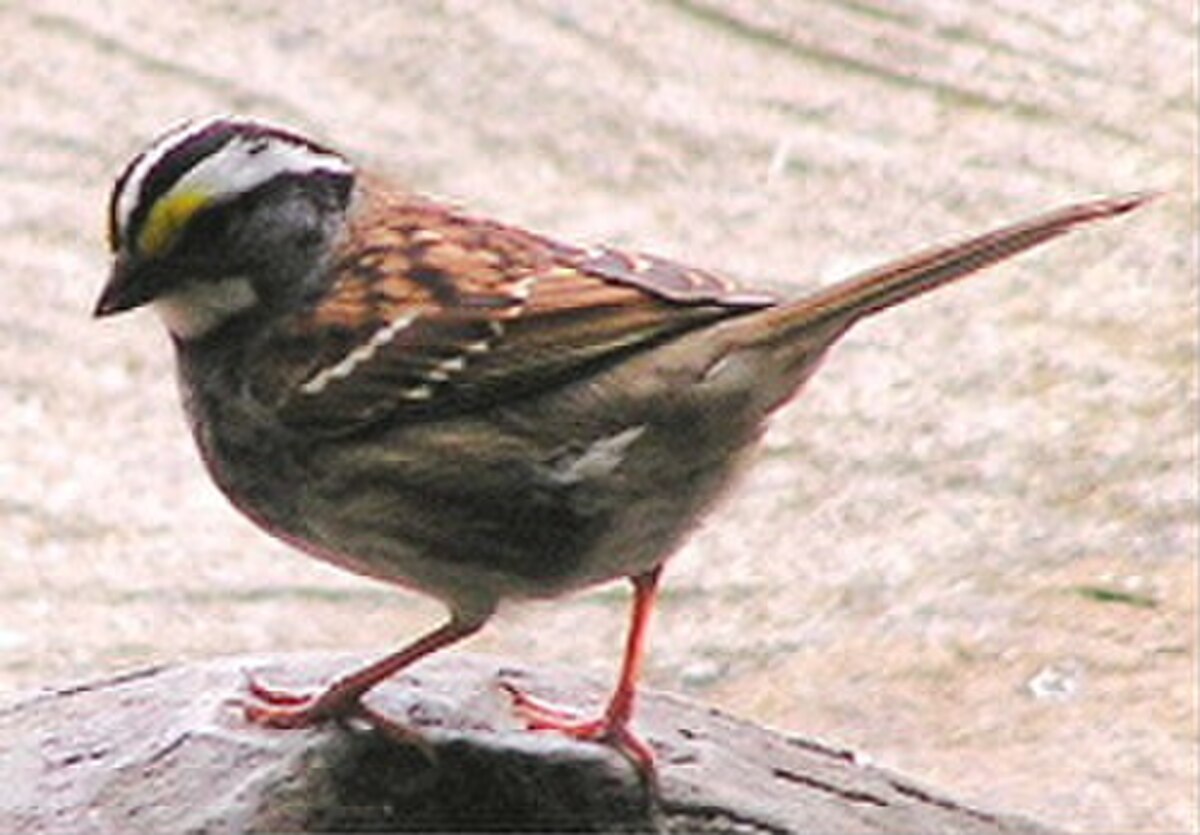 Bruant à gorge blanche
