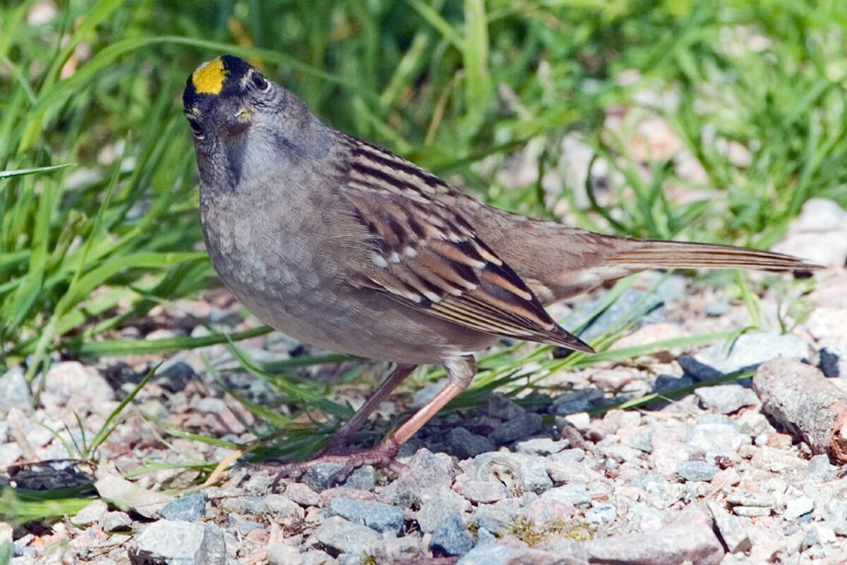 Bruant à couronne dorée