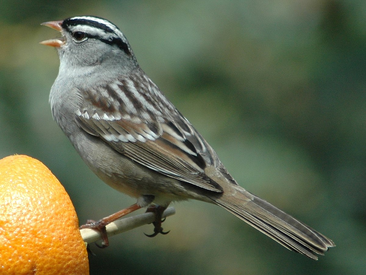 Bruant à couronne blanche