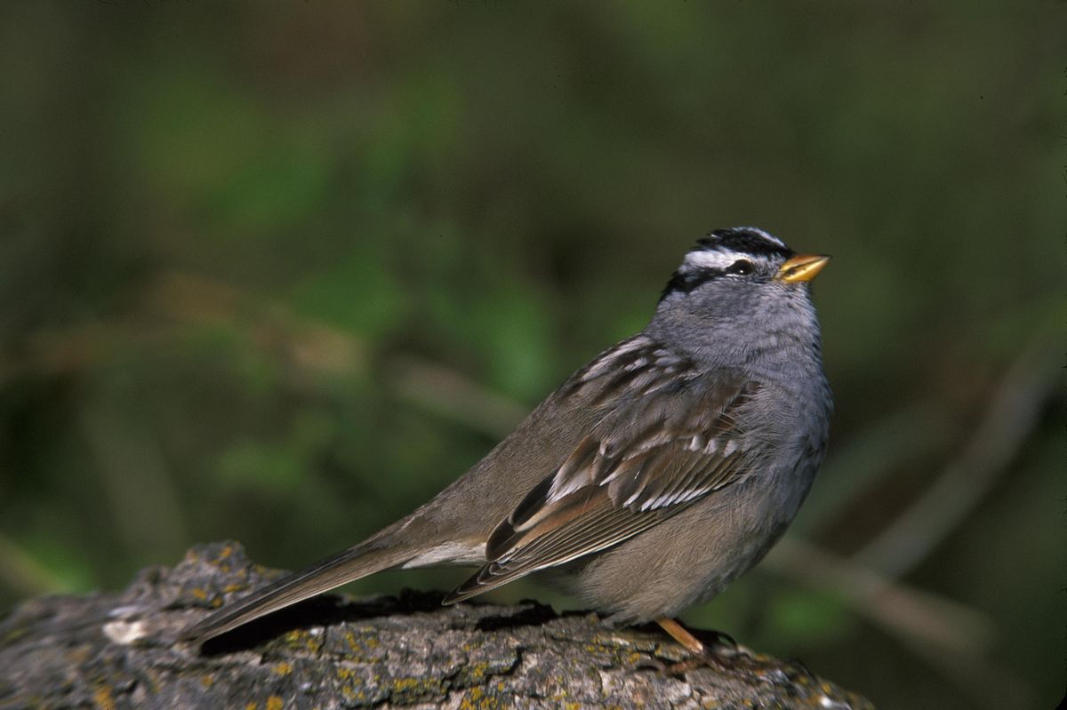 Zonotrichia leucophrys2.jpg