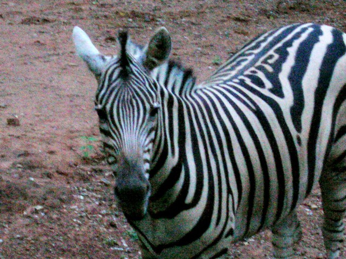 Zoo 175.jpg