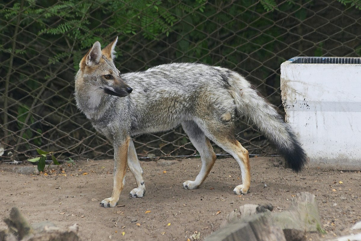 Renard d'Aszara