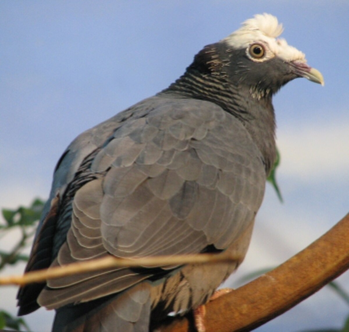 Pigeon à couronne blanche