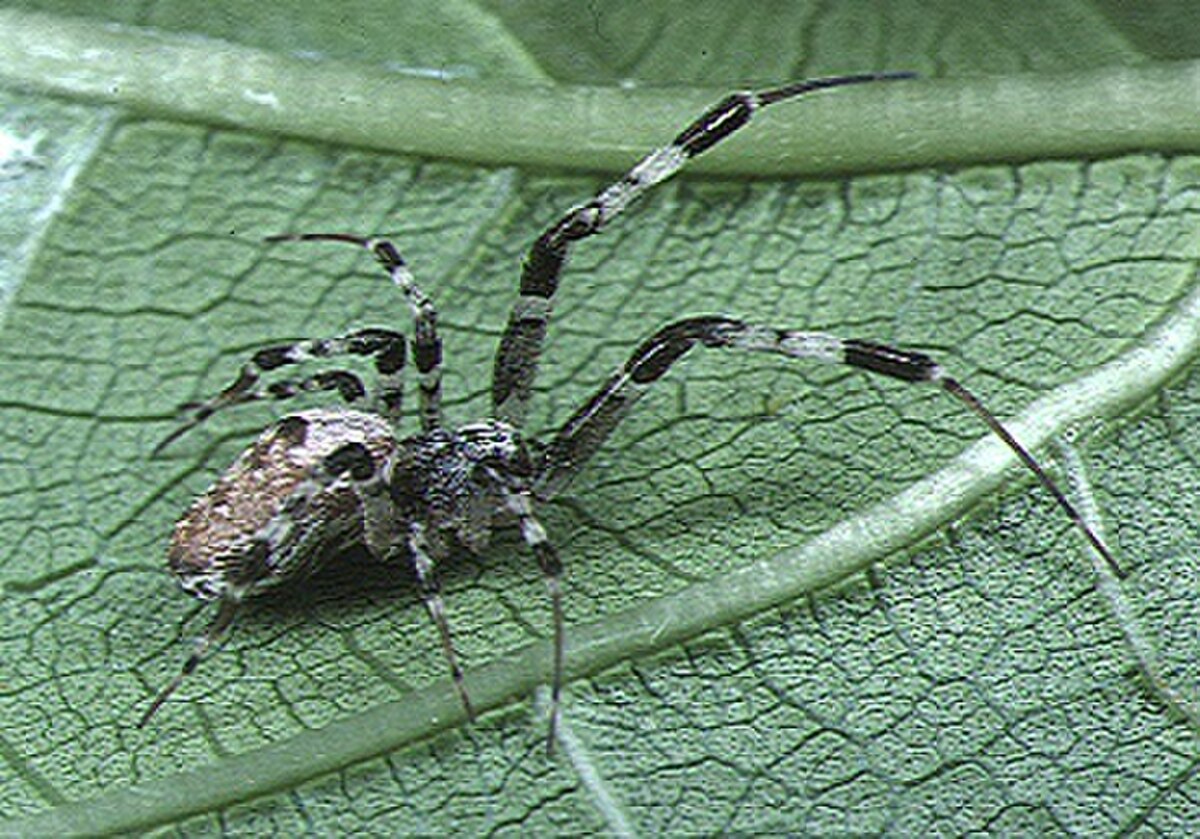Uloboridae