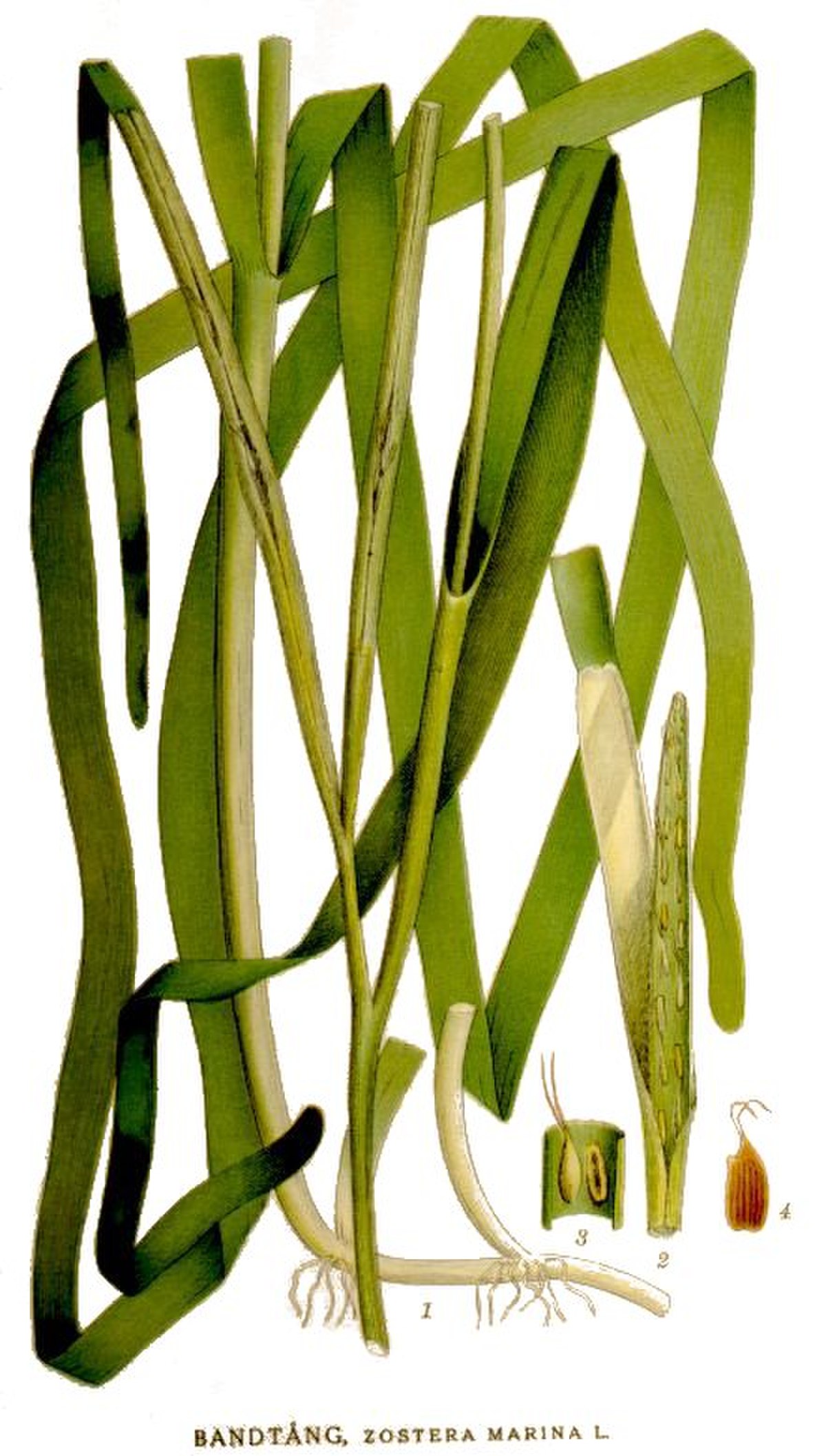 Zostère